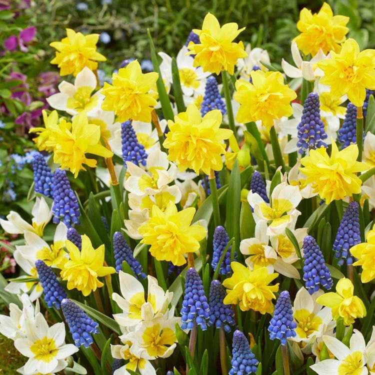 Blumenzwiebel-Kollektion 'Helle'